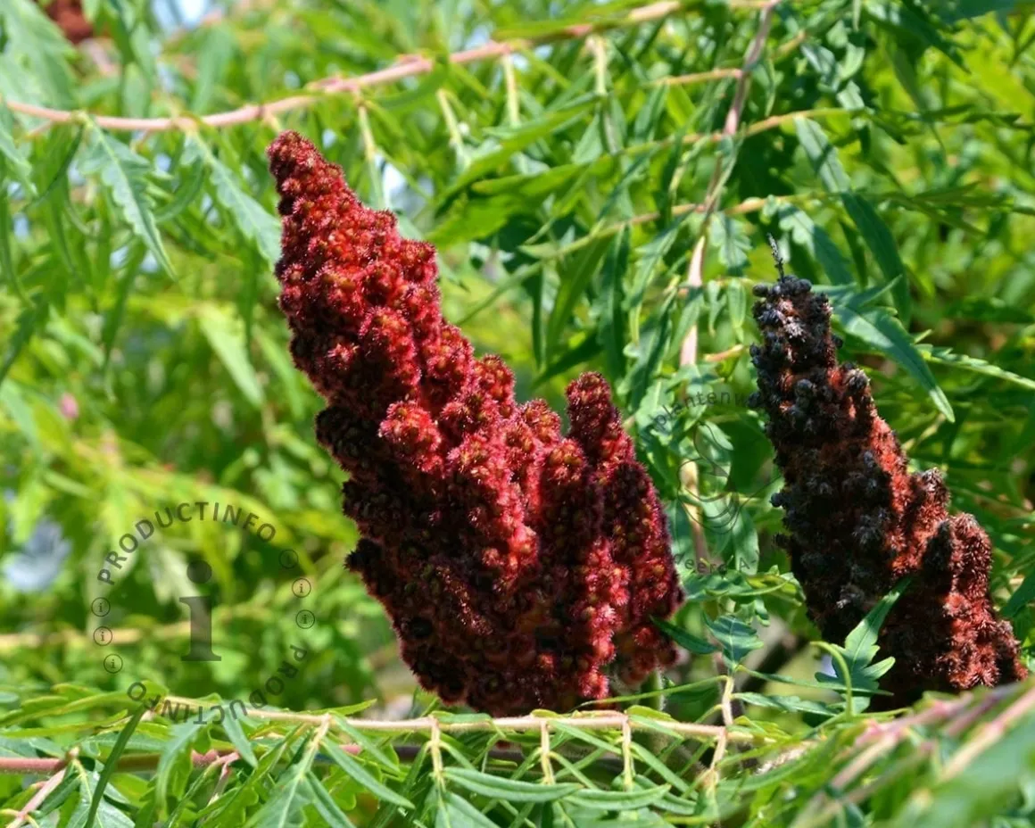 Rhus glabra 'Laciniata' - XL