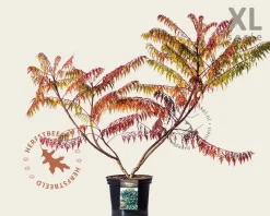 Rhus glabra 'Laciniata' - XL