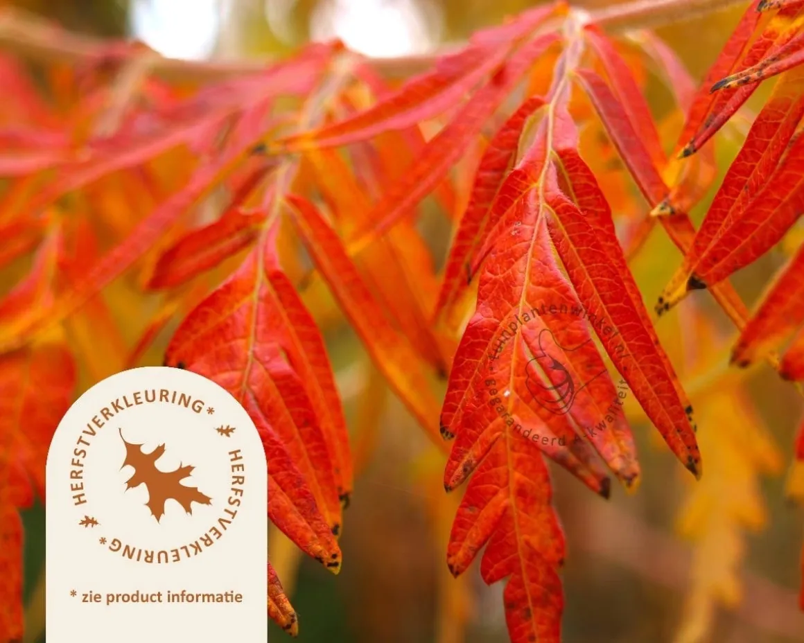 Rhus typhina 'Dissecta' - XL