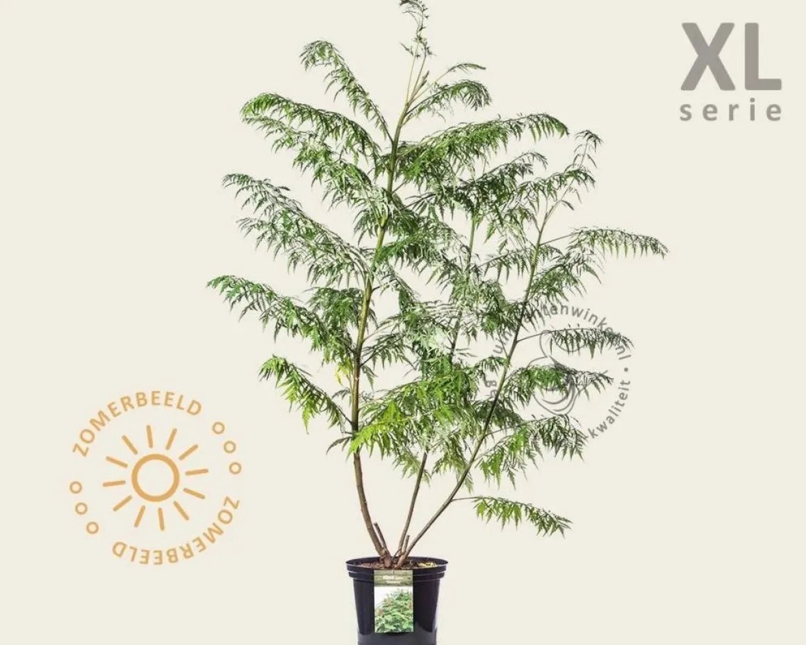 Rhus typhina 'Dissecta' - XL