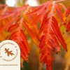 Rhus typhina 'Dissecta' - XL+