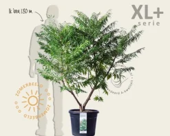 Rhus typhina 'Dissecta' - XL+