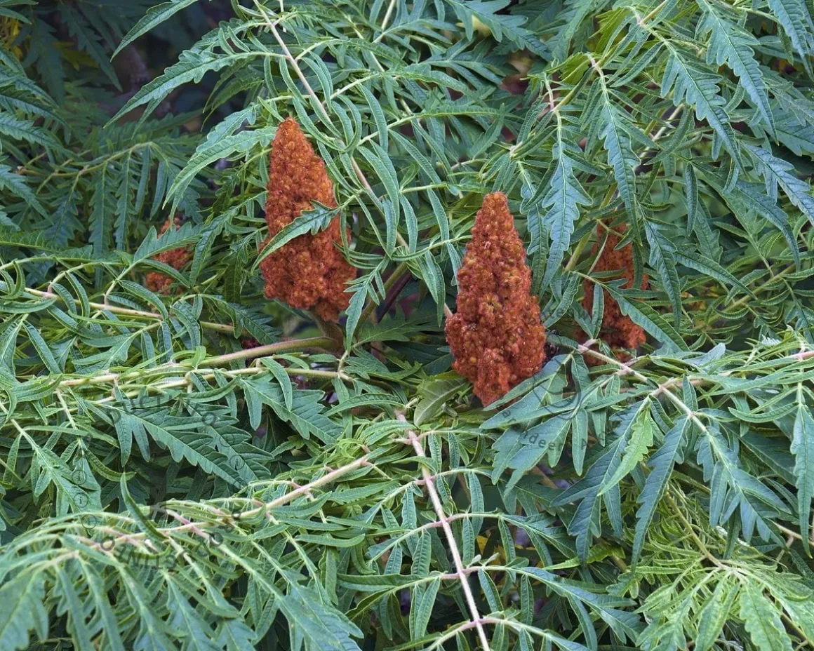 Rhus typhina 'Dissecta' - XL+