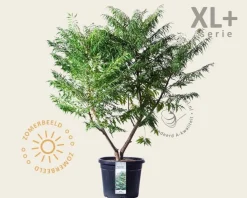 Rhus typhina 'Dissecta' - XL+