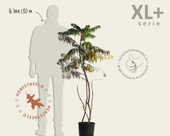 Rhus typhina 'Dissecta' - XL+