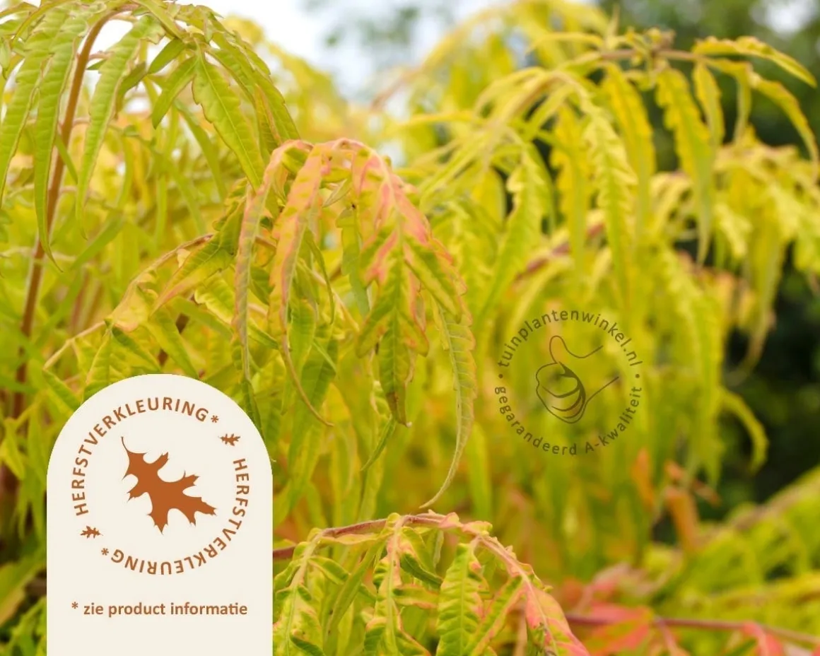 Rhus typhina 'Golden Selection' - XL