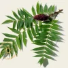 Rhus typhina - hoogstam
