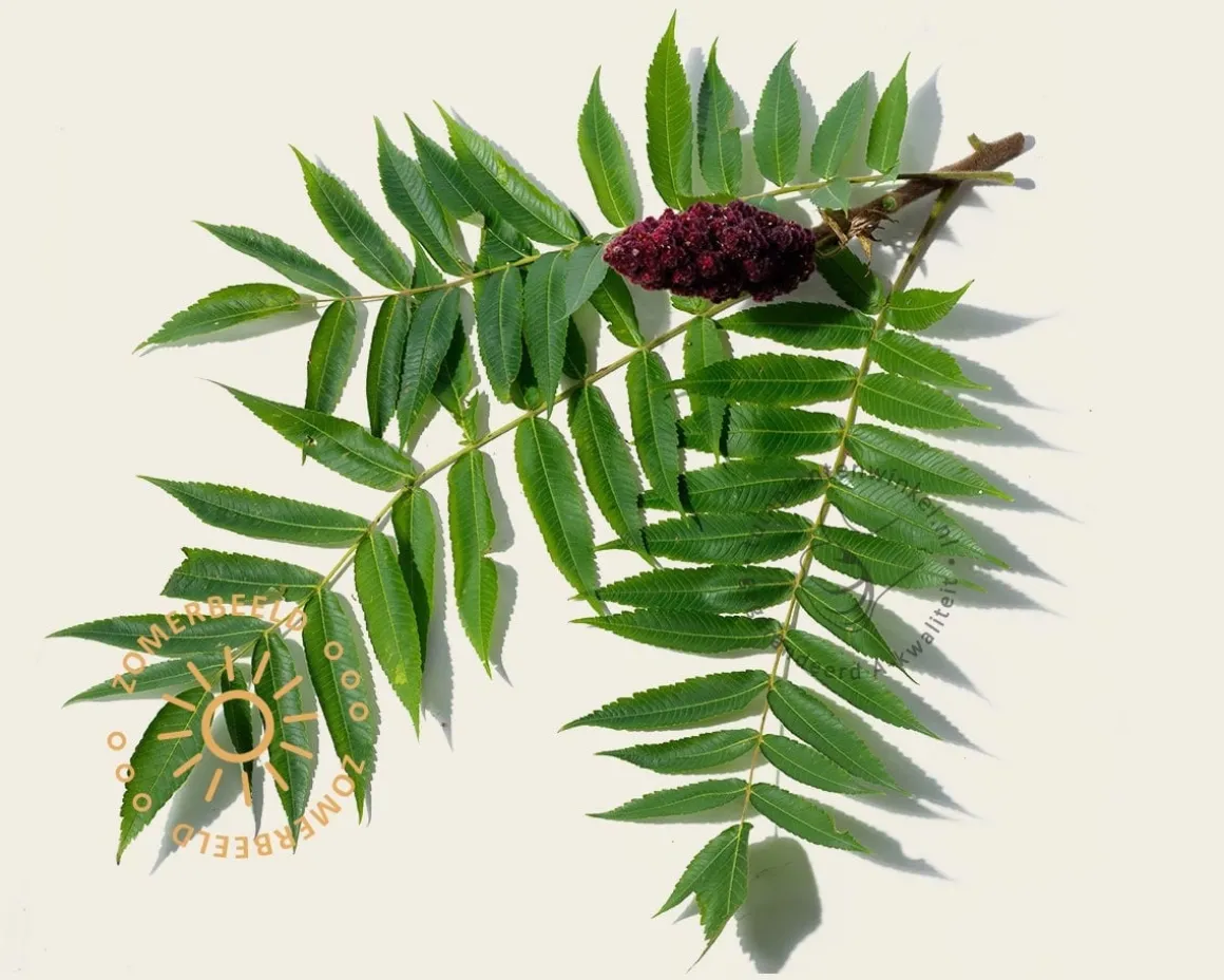 Rhus typhina - hoogstam
