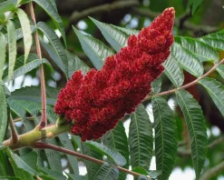 Rhus typhina - hoogstam