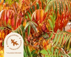 Rhus typhina - hoogstam