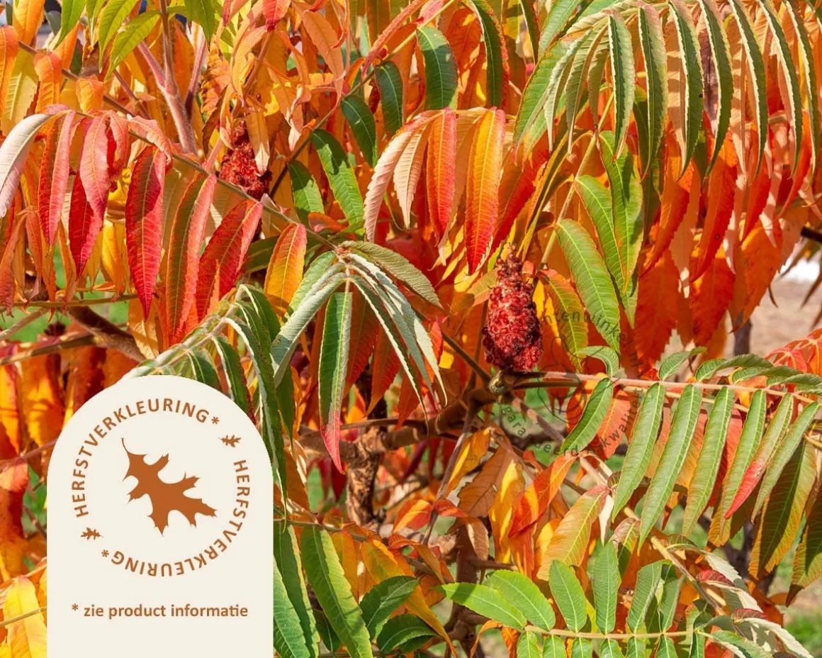 Rhus typhina - hoogstam