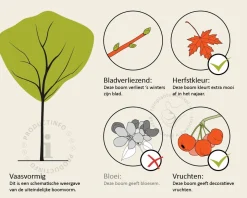 Rhus typhina - hoogstam