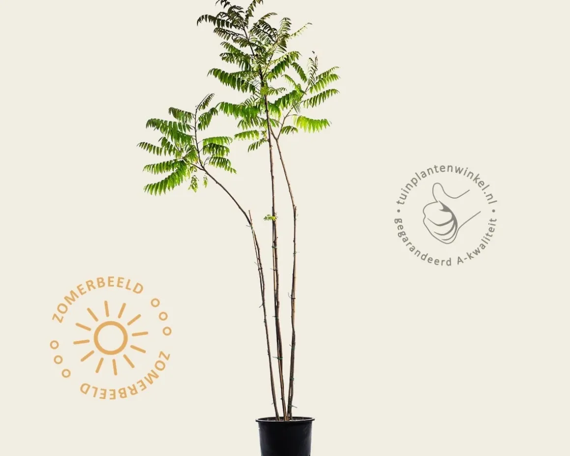 Rhus typhina - meerstammig