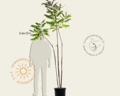 Rhus typhina - meerstammig