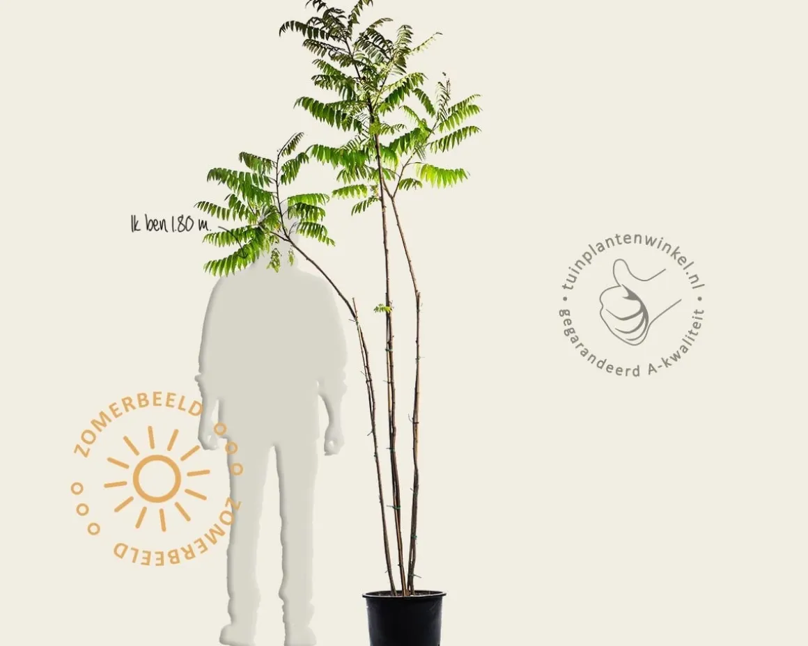 Rhus typhina - meerstammig