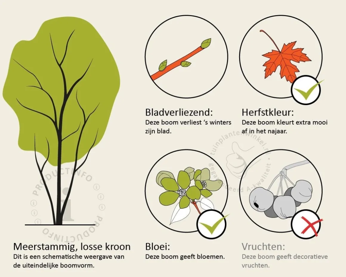 Rhus typhina - meerstammig