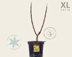 Rhus typhina 'Tiger Eyes' - XL