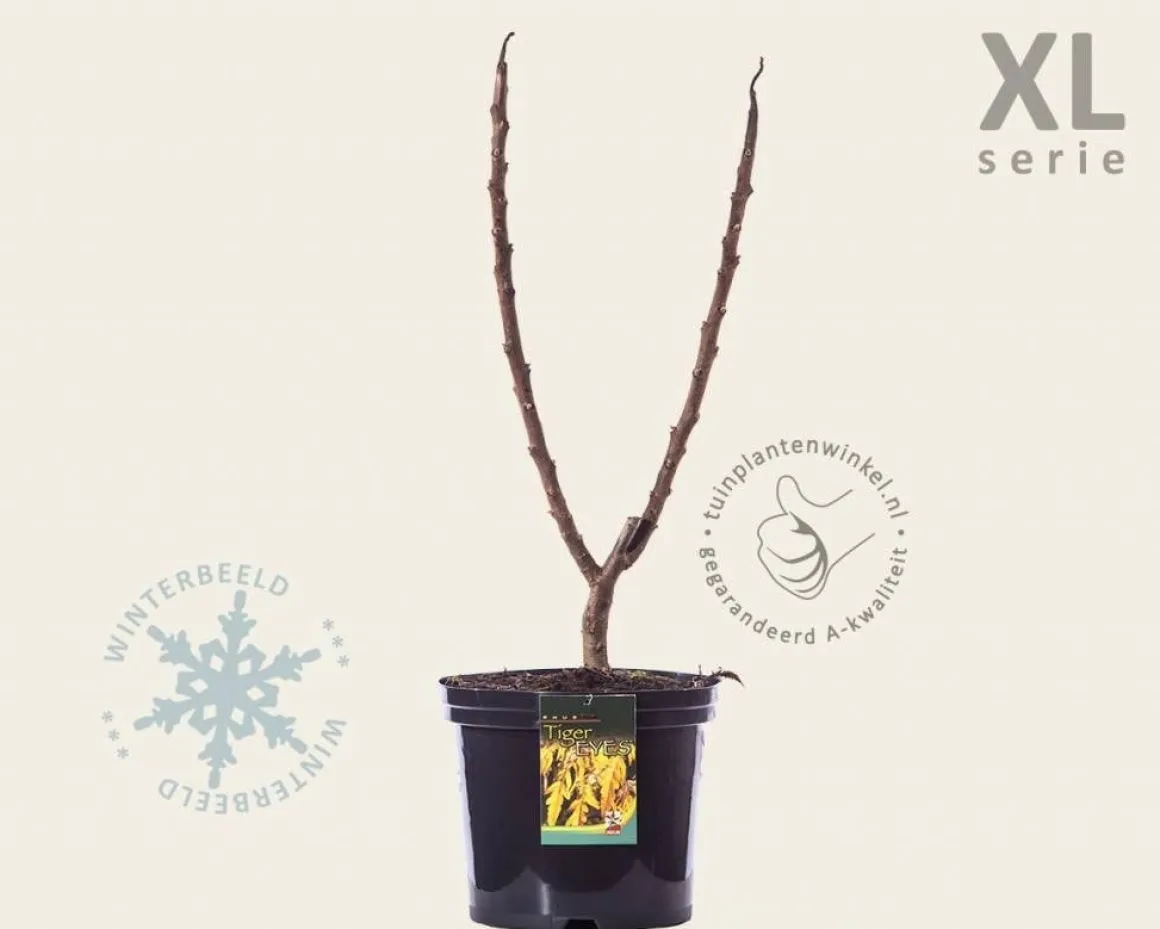 Rhus typhina 'Tiger Eyes' - XL