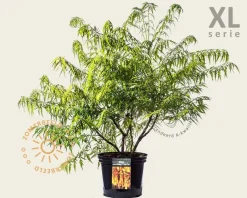 Rhus typhina 'Tiger Eyes' - XL