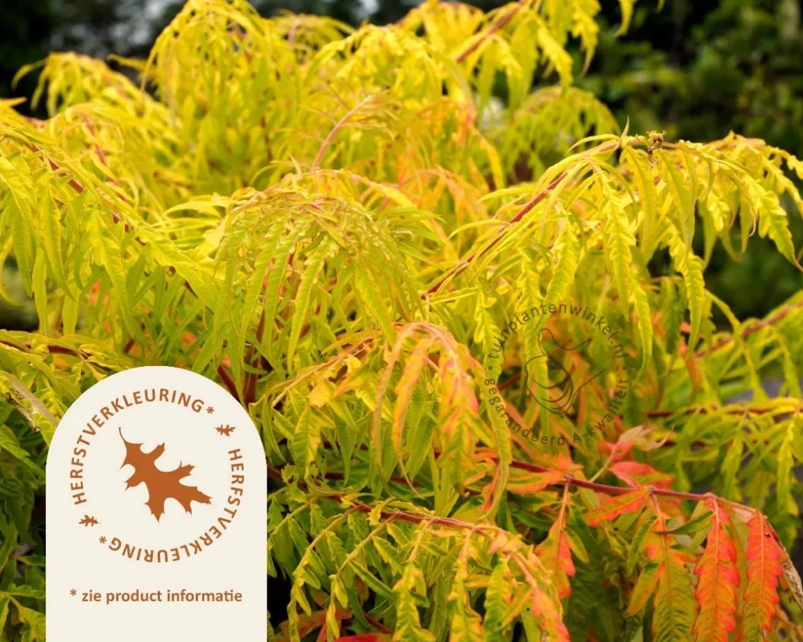 Rhus typhina 'Tiger Eyes' - XL