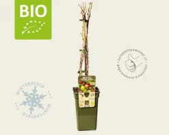 Ribes Easycrisp 'Lady Late' - BIO