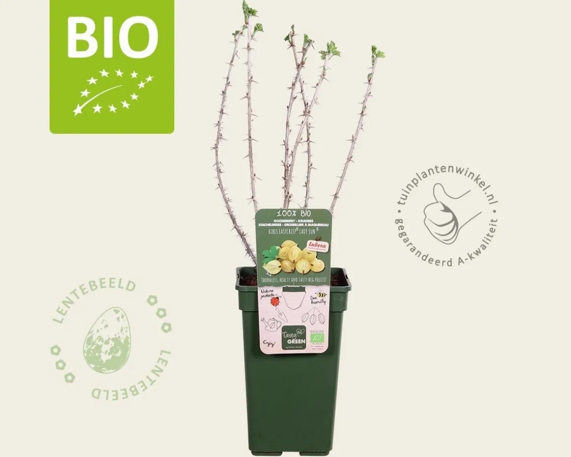 Ribes Easycrisp 'Lady Sun' - BIO