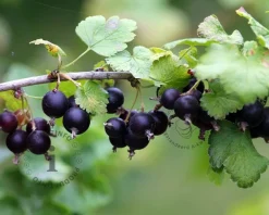 Ribes nidrigolaria 'Josta' op stam