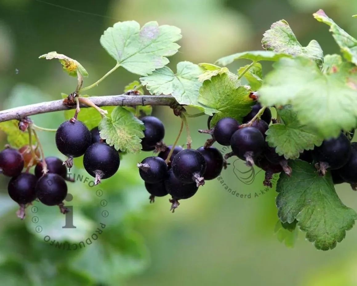 Ribes nidrigolaria 'Josta' op stam
