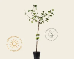 Ribes nidrigolaria 'Josta' op stam