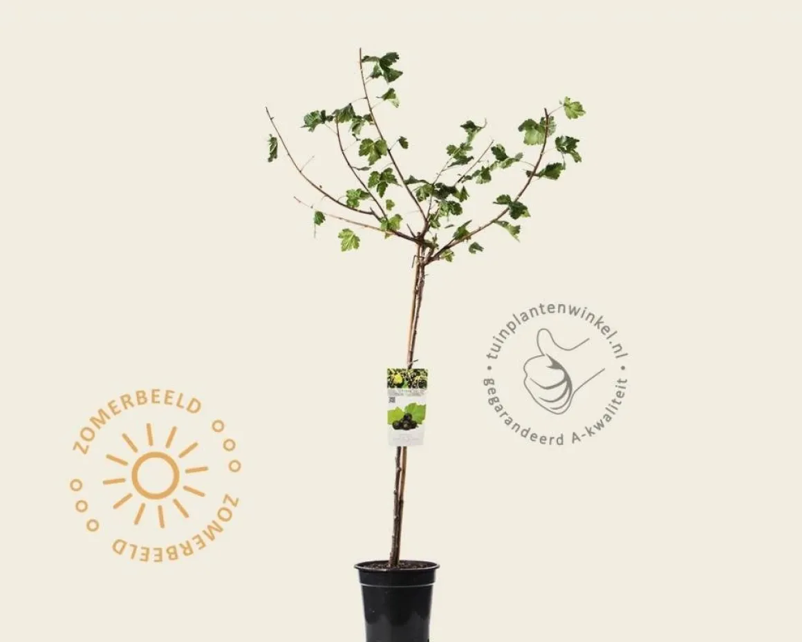 Ribes nidrigolaria 'Josta' op stam