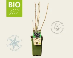 Ribes nigrum 'Titania' - BIO