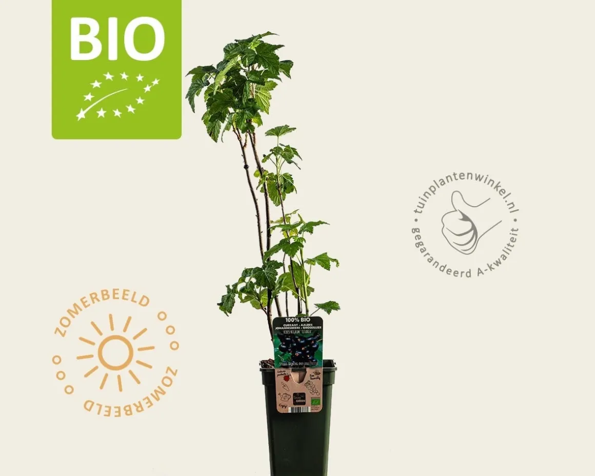 Ribes nigrum 'Titania' - BIO