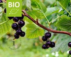 Ribes nigrum 'Titania' - BIO