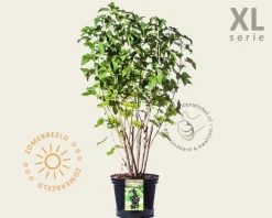 Ribes nigrum 'Titania' - XL