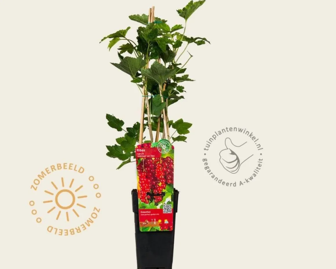 Ribes rubrum 'Jonkheer Van Tets'