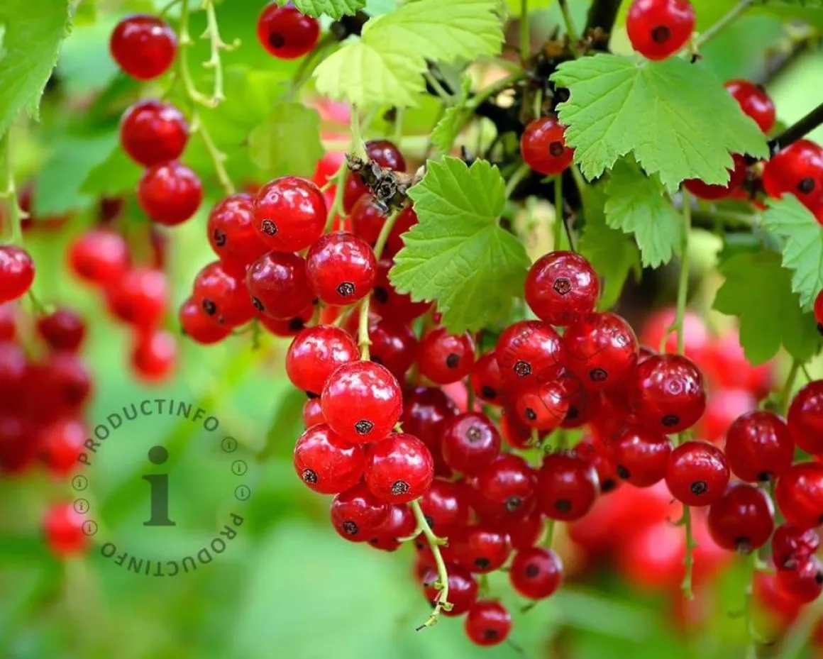 Ribes rubrum 'Jonkheer Van Tets'
