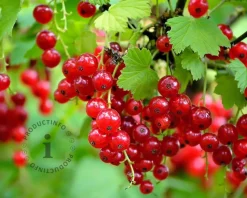 Ribes rubrum 'Jonkheer van Tets' op stam