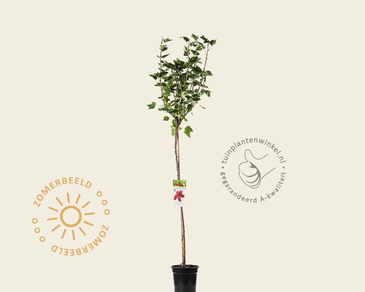 Ribes rubrum 'Jonkheer van Tets' op stam