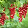 Ribes rubrum 'Rovada'