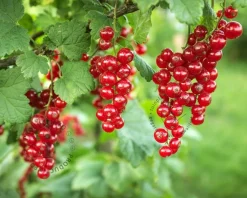 Ribes rubrum 'Rovada'