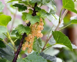 Ribes rubrum 'Werdavia' op stam