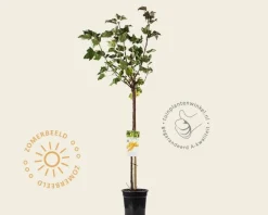 Ribes rubrum 'Werdavia' op stam