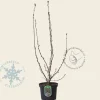 Ribes sanguineum 'King Edward VII'
