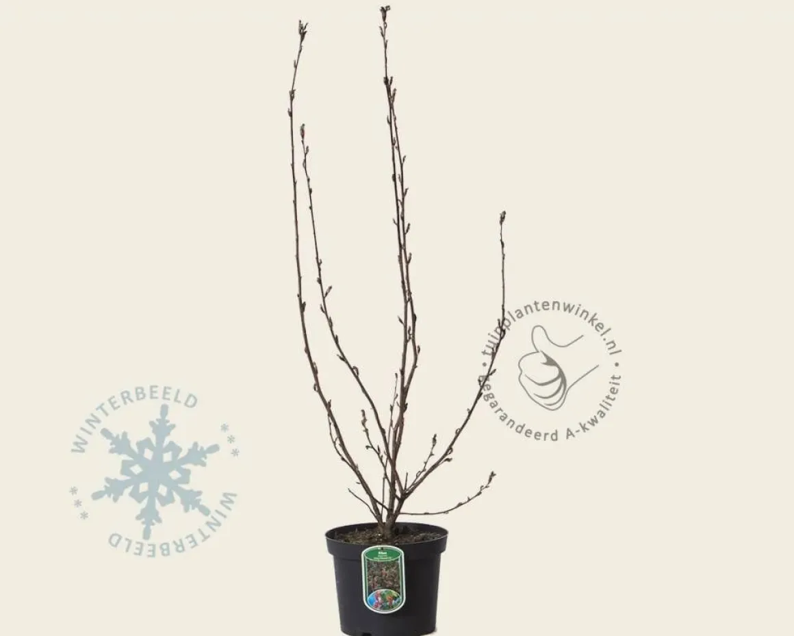 Ribes sanguineum 'King Edward VII'