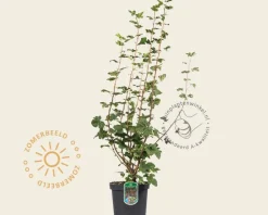 Ribes sanguineum 'King Edward VII'