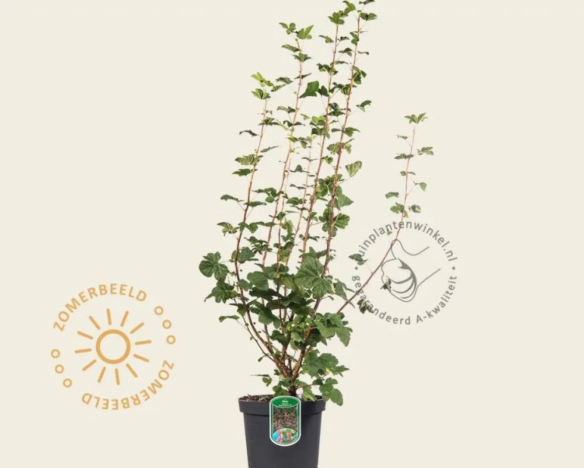 Ribes sanguineum 'King Edward VII'
