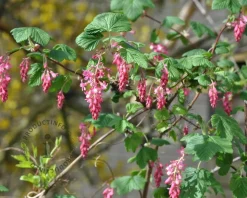 Ribes sanguineum 'King Edward VII'