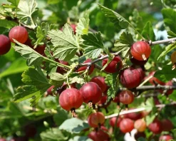 Ribes uva-crispa 'Captivator'