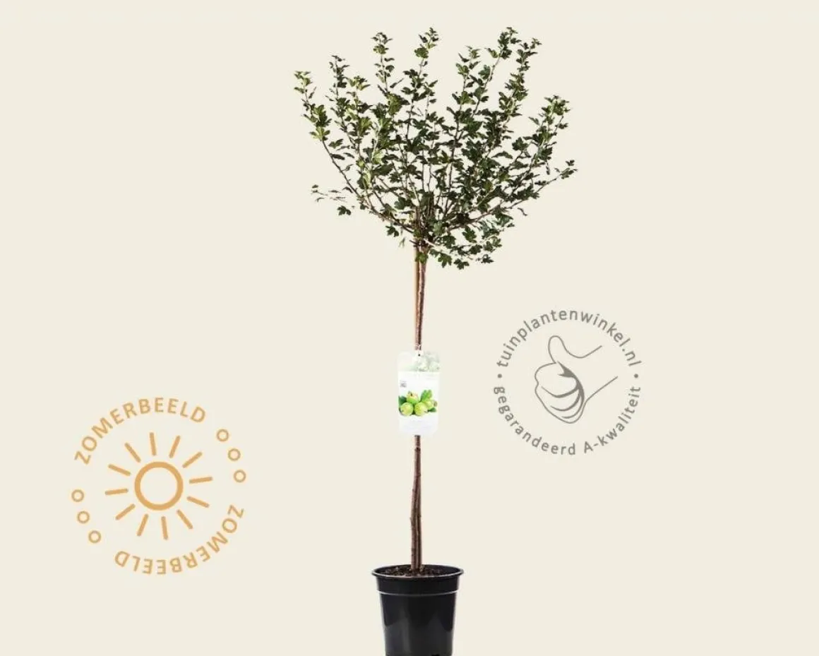 Ribes uva-crispa 'Hinnonmaki Grun' op stam