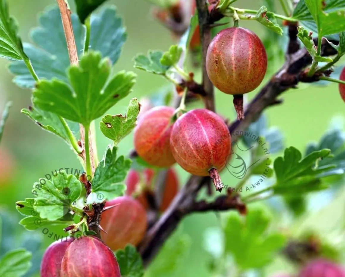 Ribes uva-crispa 'Hinnonmaki Rod'